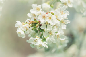 Frühlingszauber: Close-up von weißen Kirschblüten mit unscharfem Hintergrund Frühlingszauber: Close-up von weißen Kirschblüten mit unscharfem Hintergrund